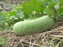 wax gourd